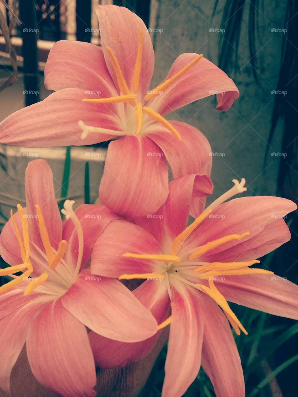 beautiful lily flower