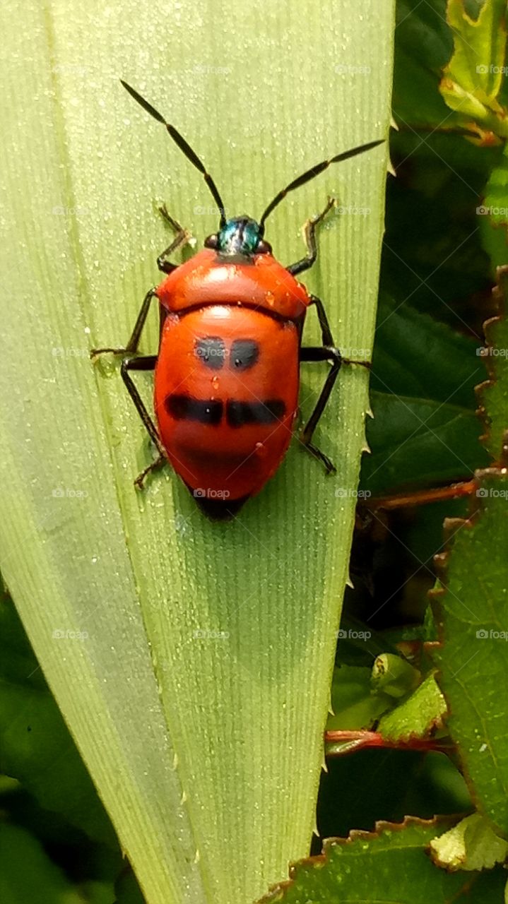 Red beetle on green leaf