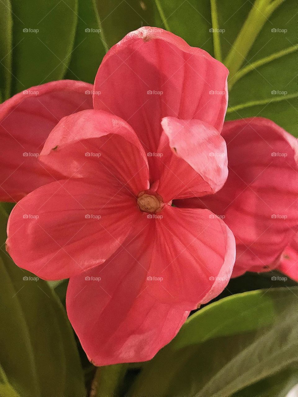 indoor red flowers accompanied by green leaves