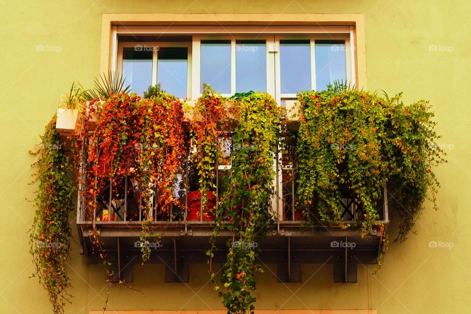 A balcony in the city with lots of colorful hanging plants