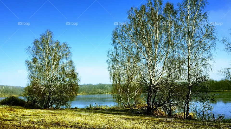 Birch