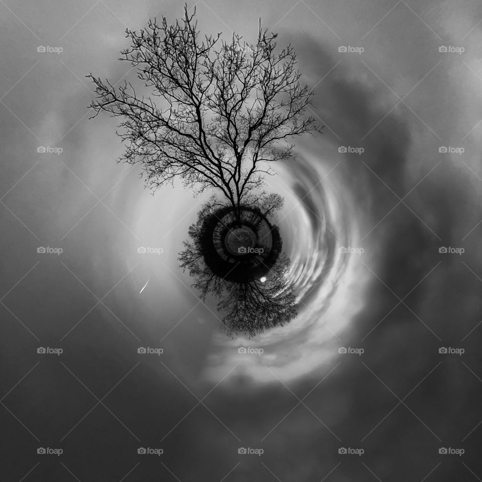 Tree through the eyes of a tornado