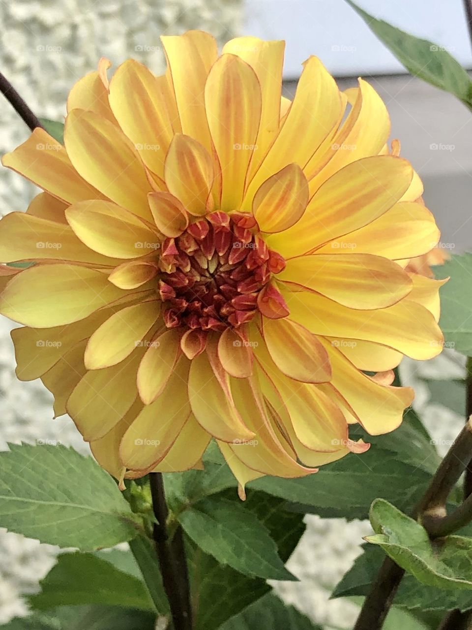 Dahlia