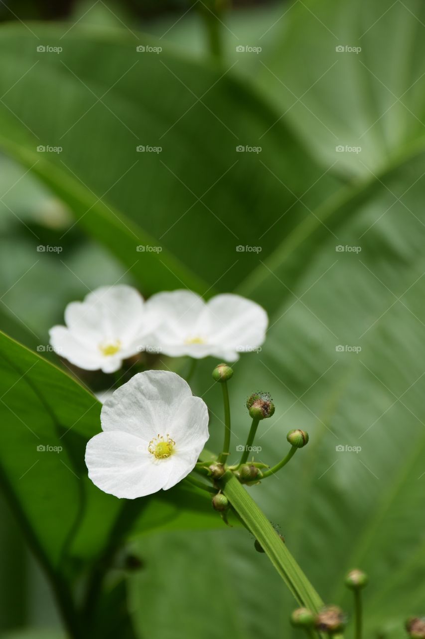 Flower. In the garden