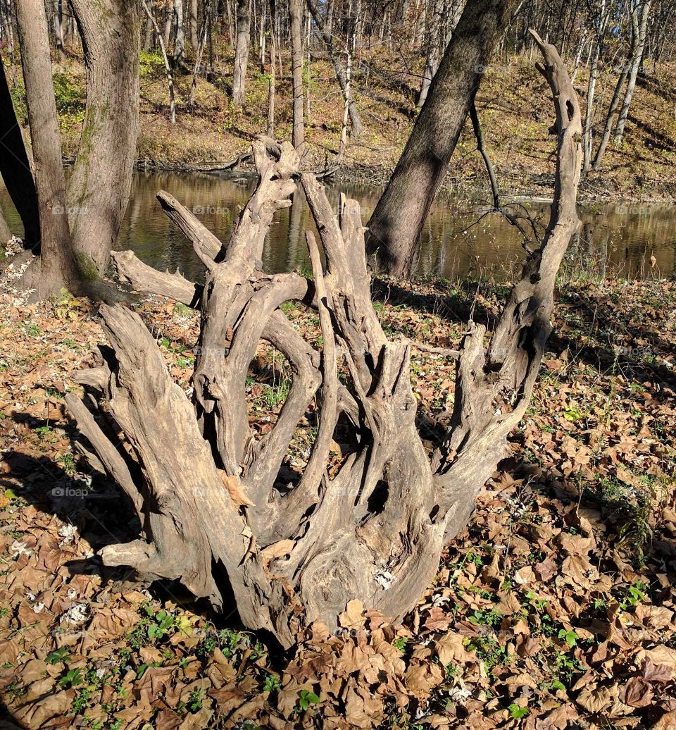 Beautiful root system from fallen tree in the forest preserve in Genoa, IL.