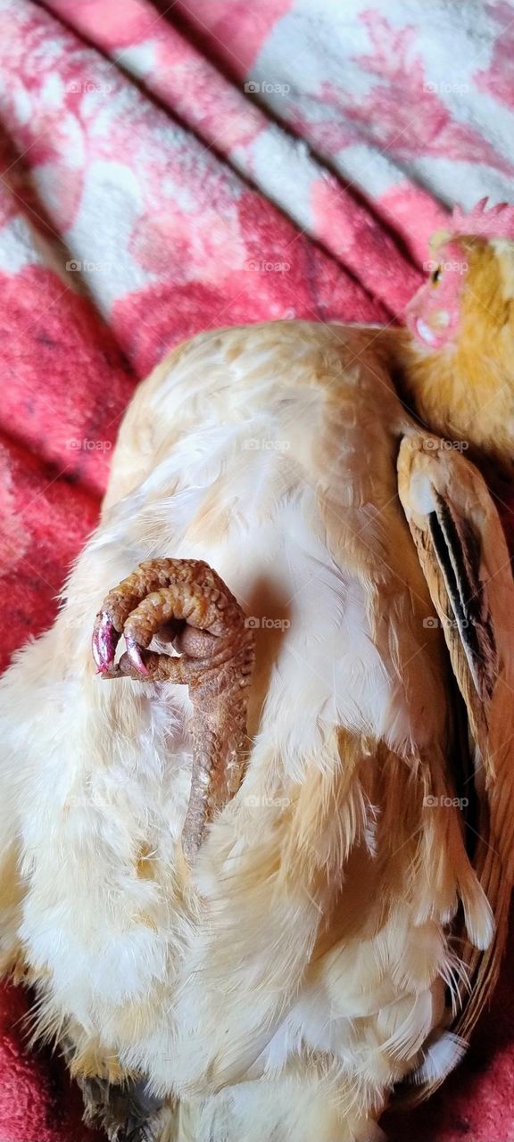chicken with manicured nails resting
