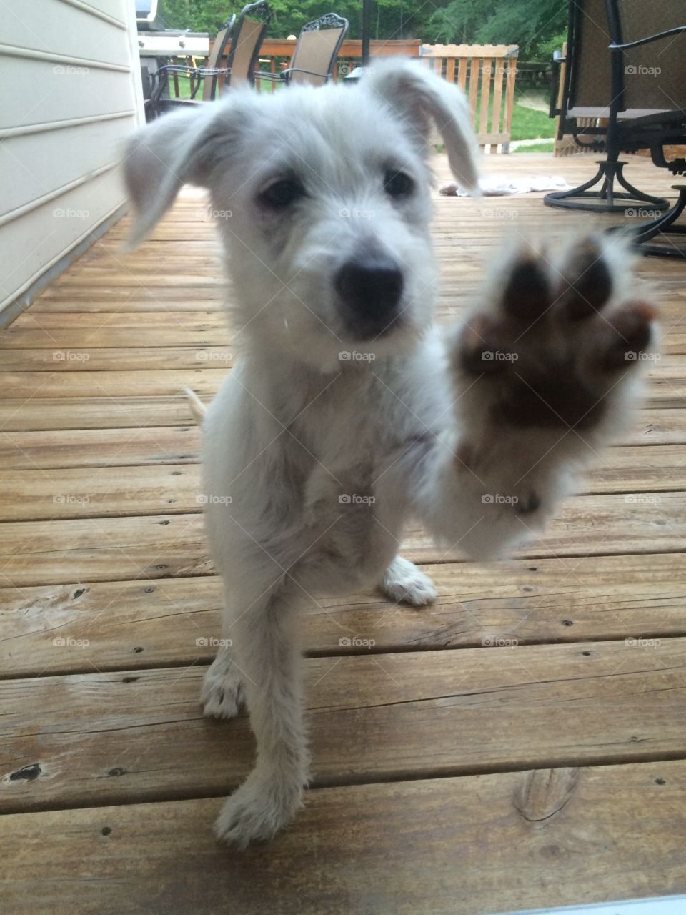 Zoe at the Door. My puppy Zoe that was rescued from Crete. 