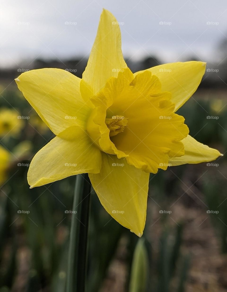 Daffodil closeup