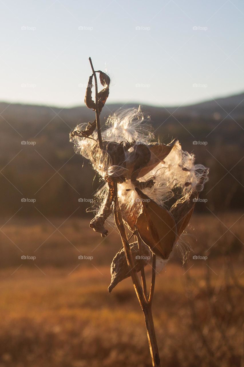 An autumn milkweed in the setting golden sun. New England scenery in the fall of 2022.