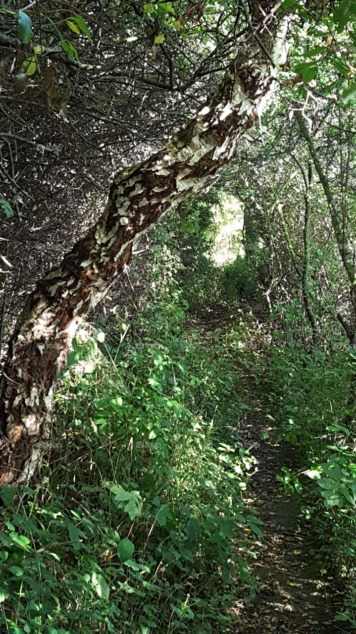 lush pathway