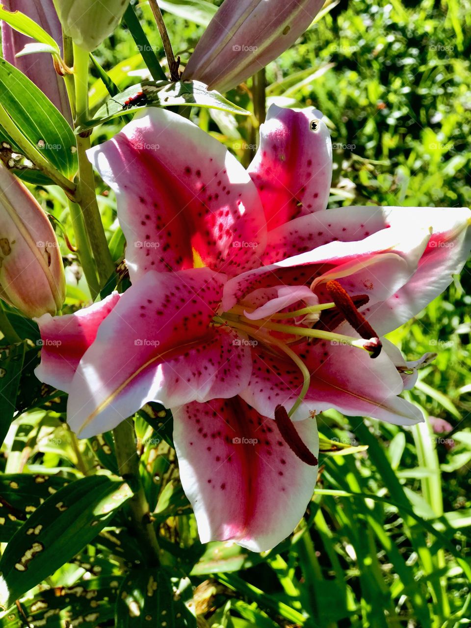 Fragrant stargazing pink lily