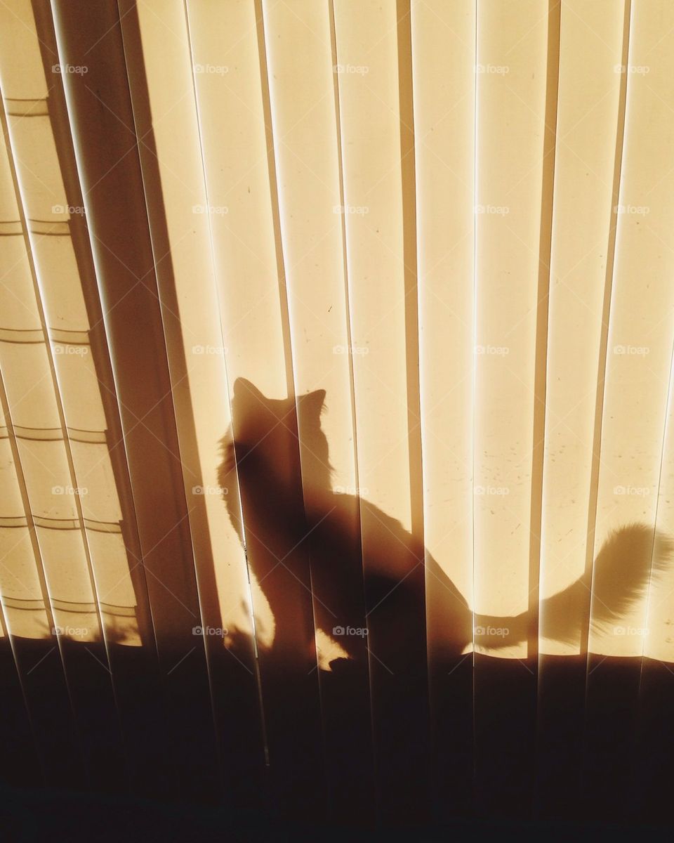 Cat silhouette in window