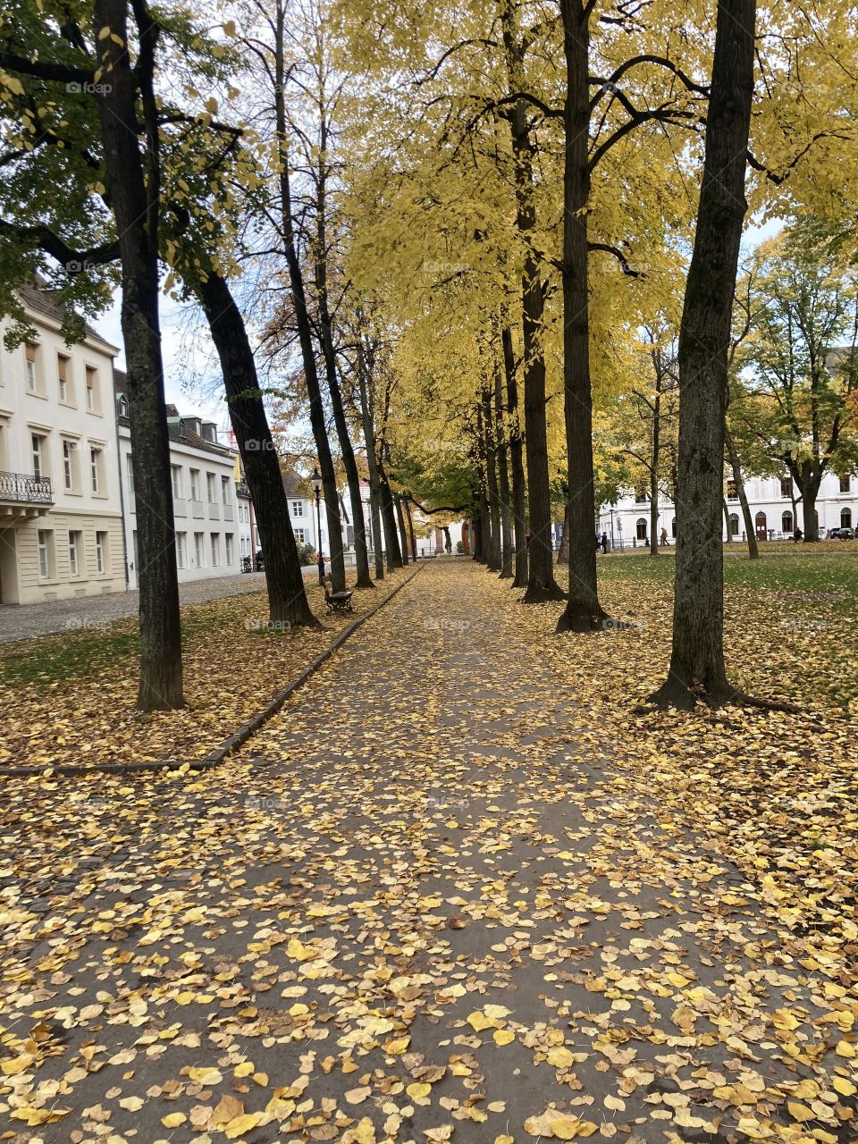 Way Herbst Fussgänger Zone Blätter Yellow Wood Bäume Park 