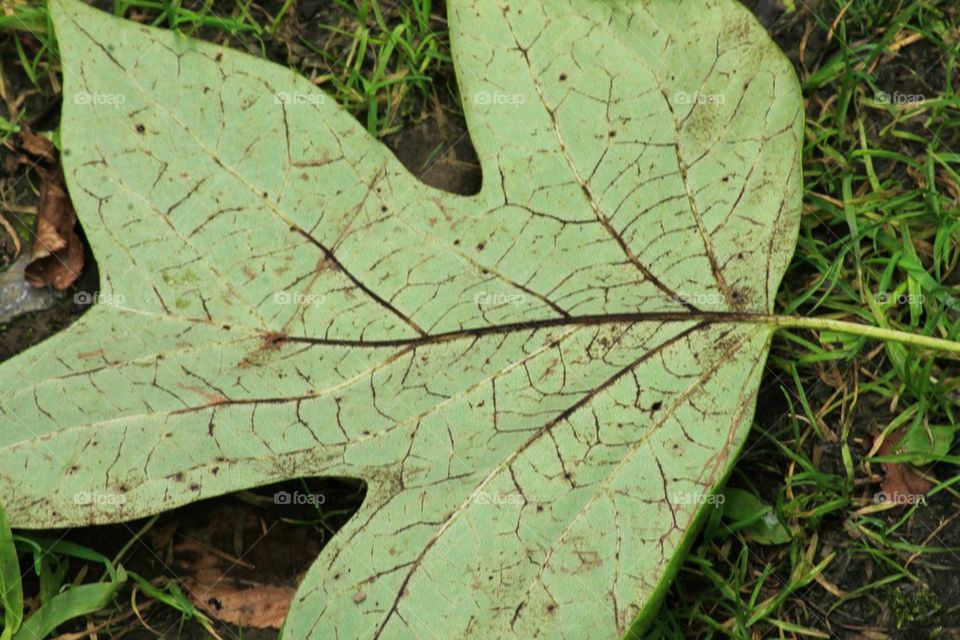 leaf veins