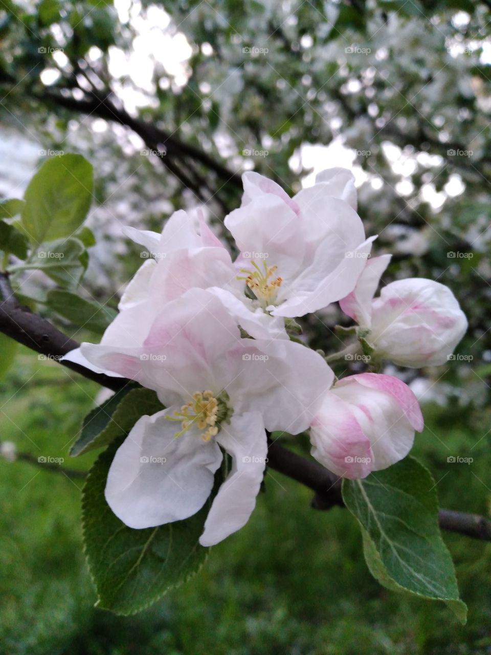 apple tree