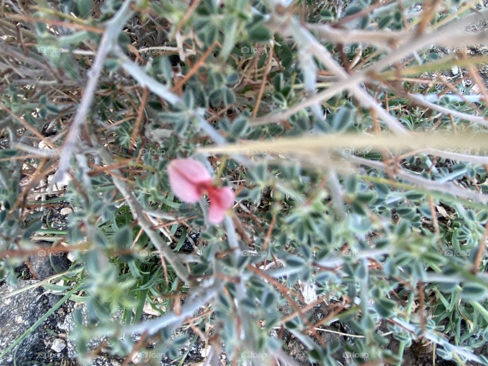 amazing trip with my family in the eid , city taif ,desert herbal 