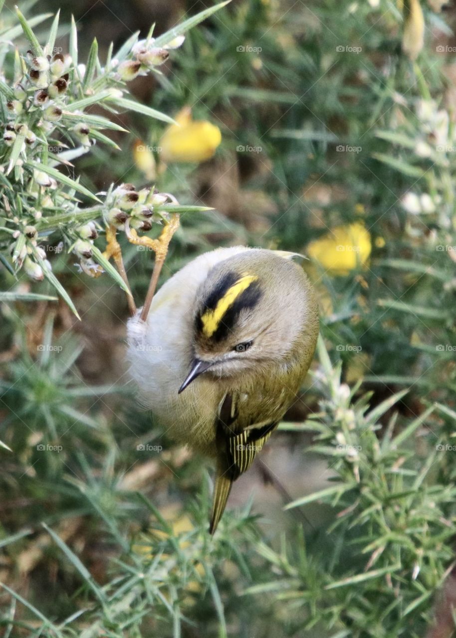 Goldcrest 