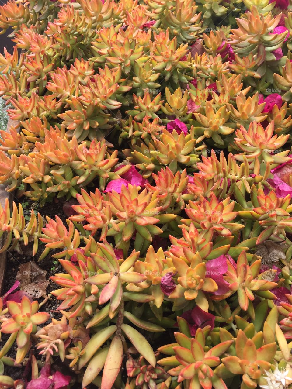 Orange green succulents with small purple flowers. 