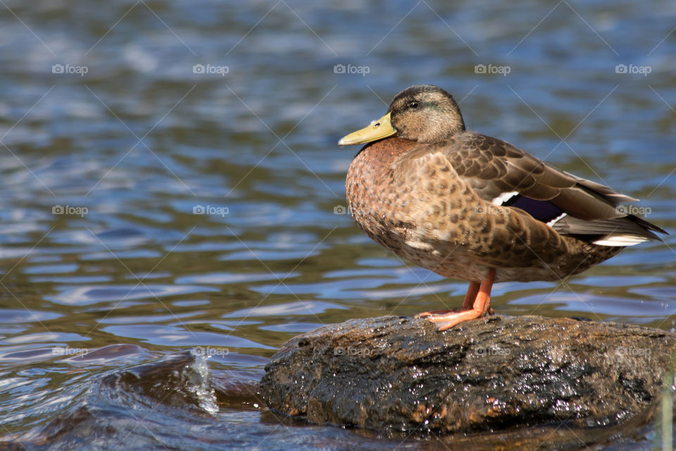 Mallard duck enjoying the sun by the lake  - gräsand and njuter av sol vid vatten 