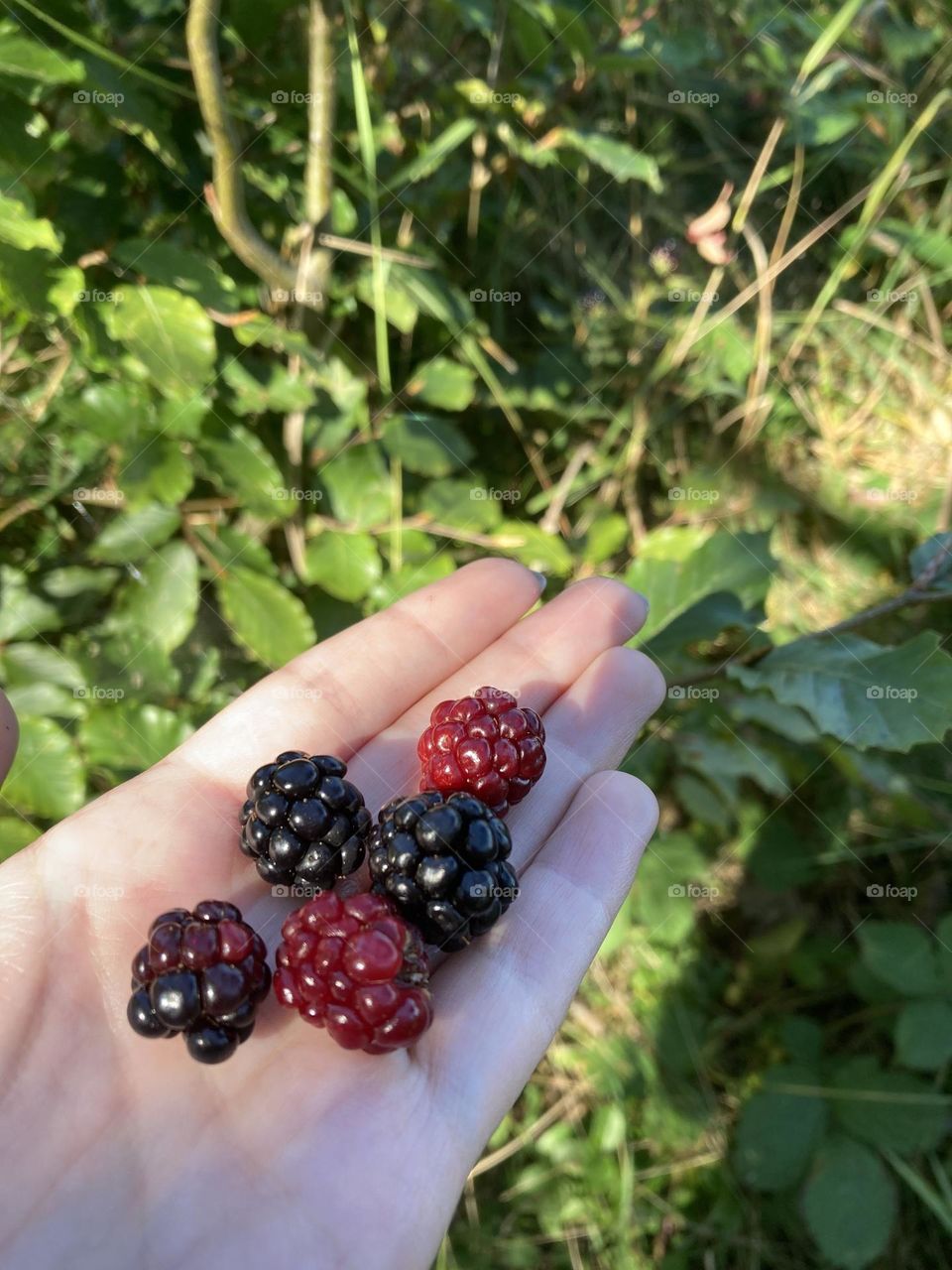 Fresh berries are the yummiest. Yummy yummy in my tummy. Healthy and delicious fresh fruits picked by me. I live the color and the taste. 