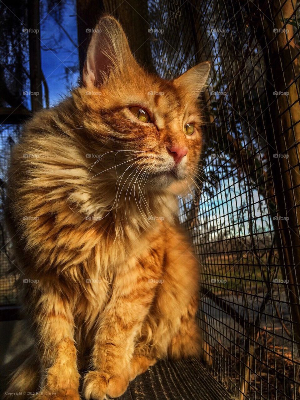 Cat At Sunset