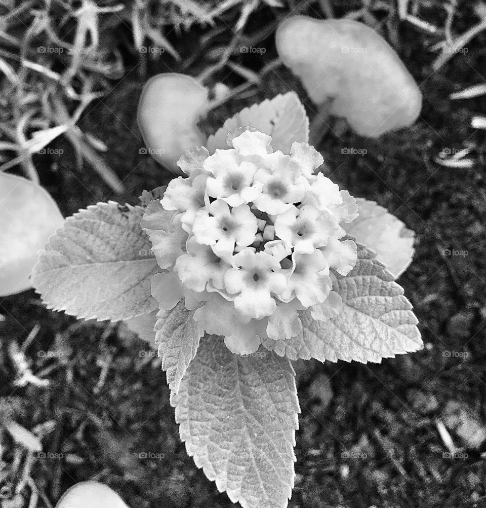 Very small, minimalist flowers, highlighted in detail with the black and white photo. / Flores bem pequenas, minimalistas, realçadas em seus detalhes com a foto em preto e branco.