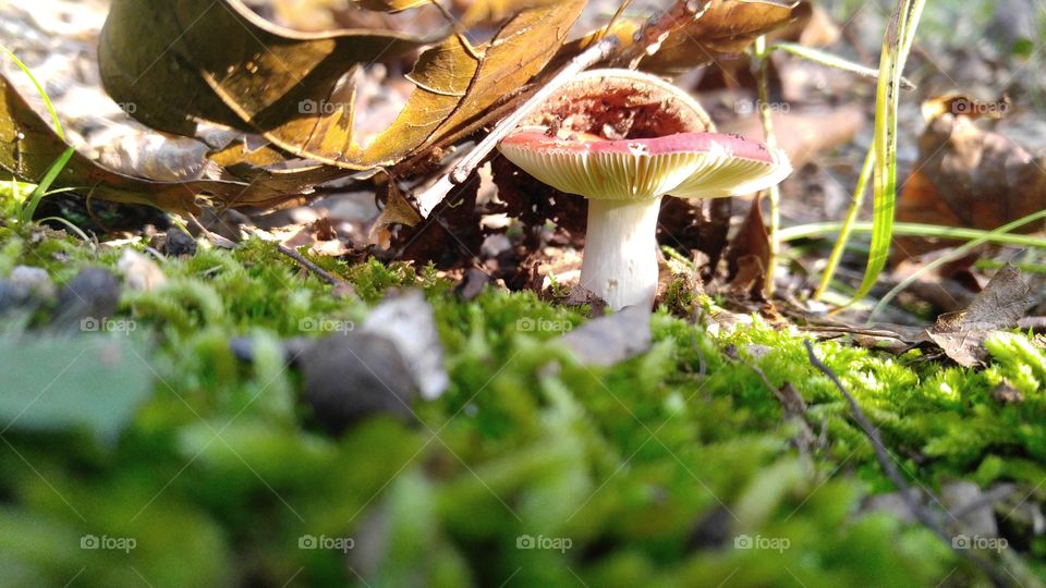 Forest Mushroom