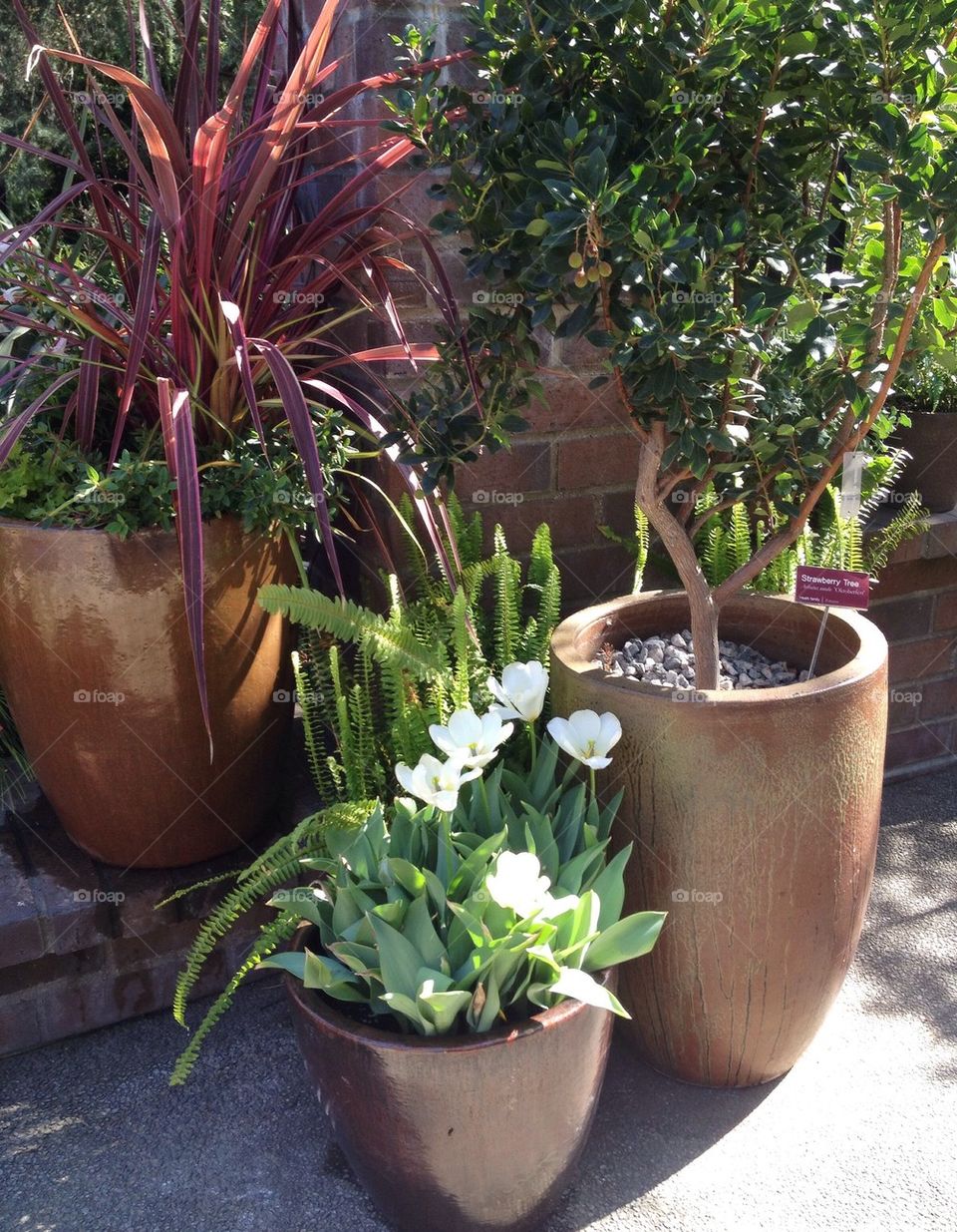 Potted Plants