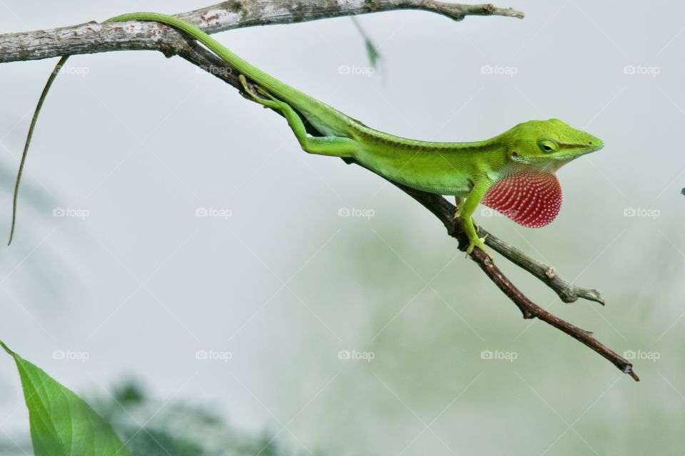 Green Anolis