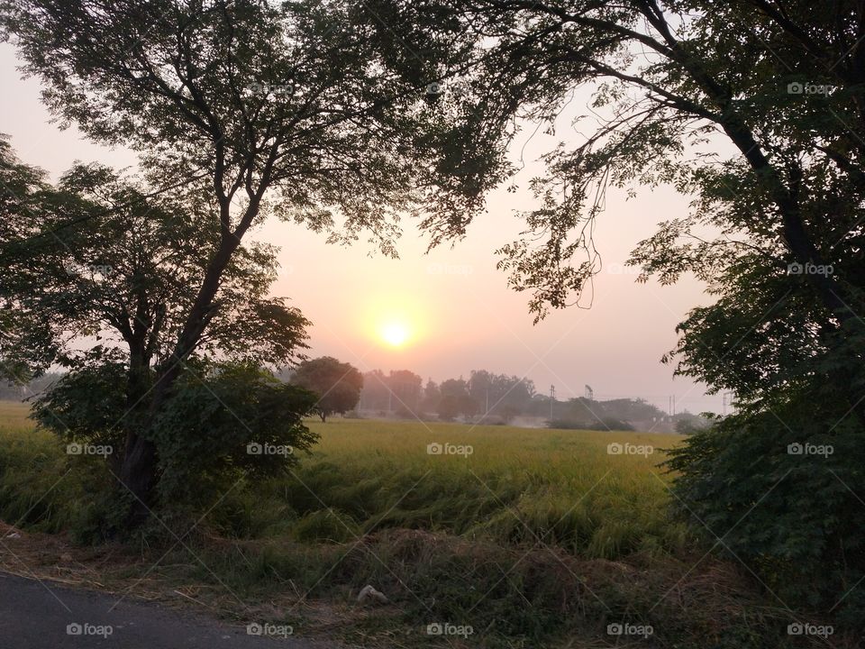 I just love spending time in the green fields of villages.📸 Just a random serene shot.🌟❤️