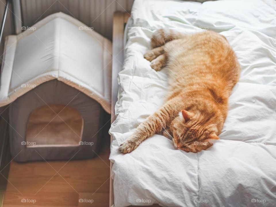 A beautiful red-haired purebred cat sleeps sweetly on a white duvet in the bedroom, and next to it on the floor is his bed, side view close-up.