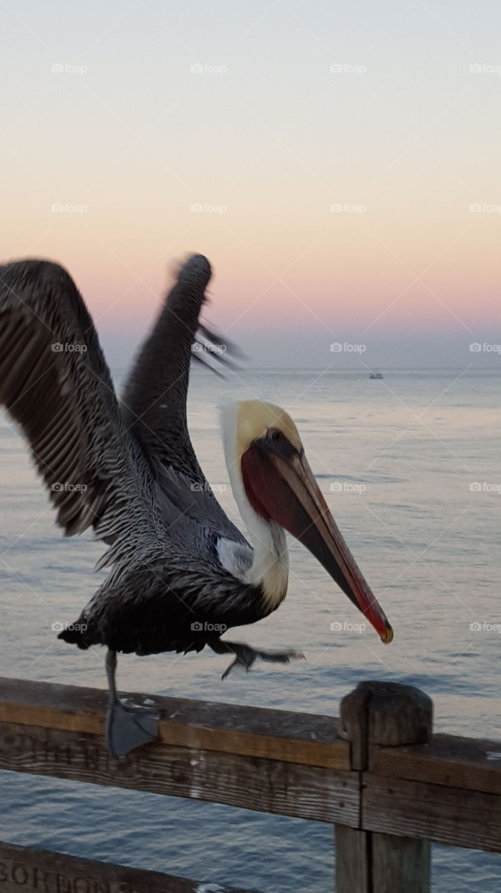 Pelican at Sunrise and ocean