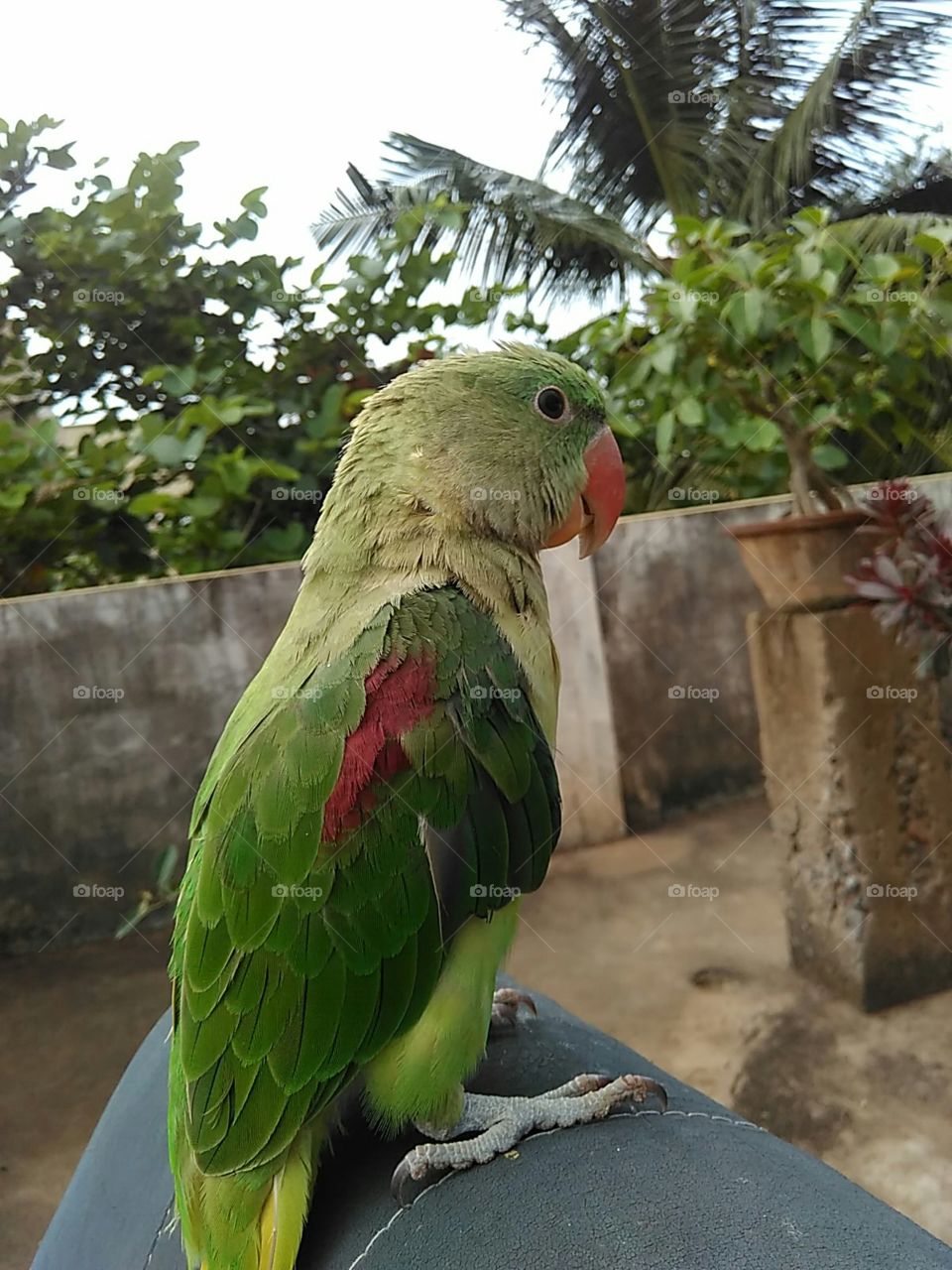 parrot