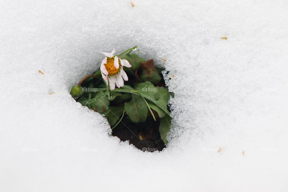 Daisy in the snow