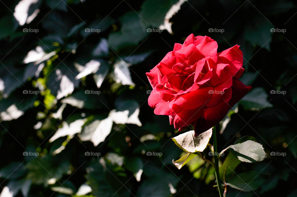 Red rose in sunlight with water drops against wall of climbing ivy 
