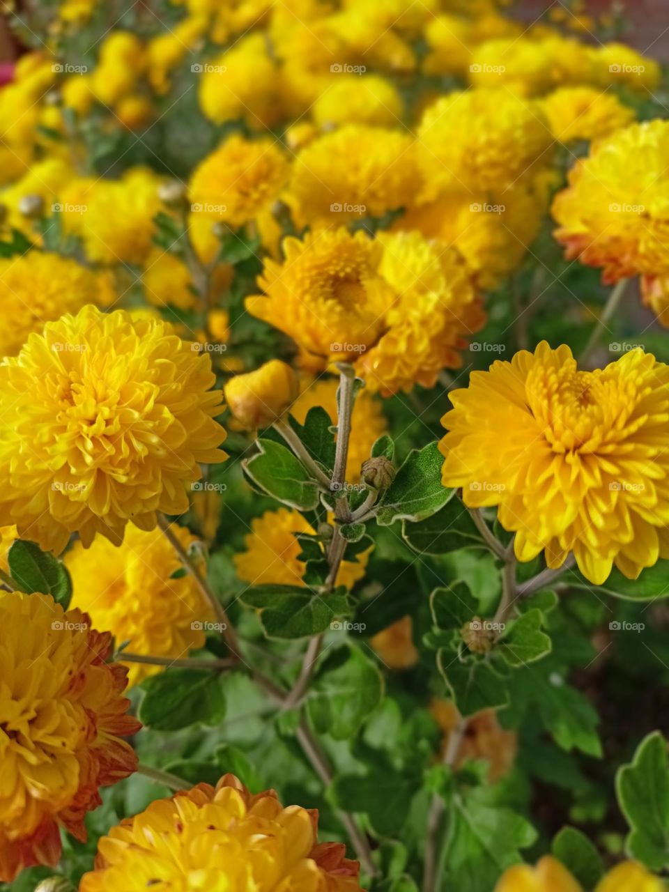 yellow chrysanthemums. Sun. bright flowers. Lots of yellow flowers. Yellow. bright. Plants. autumn.