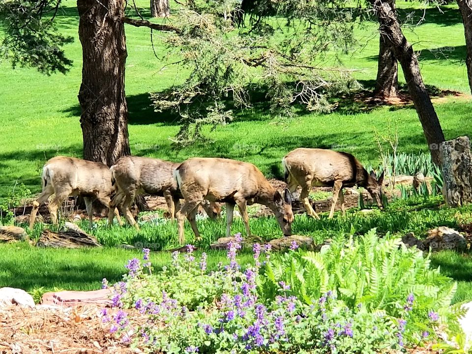 Deer Herd