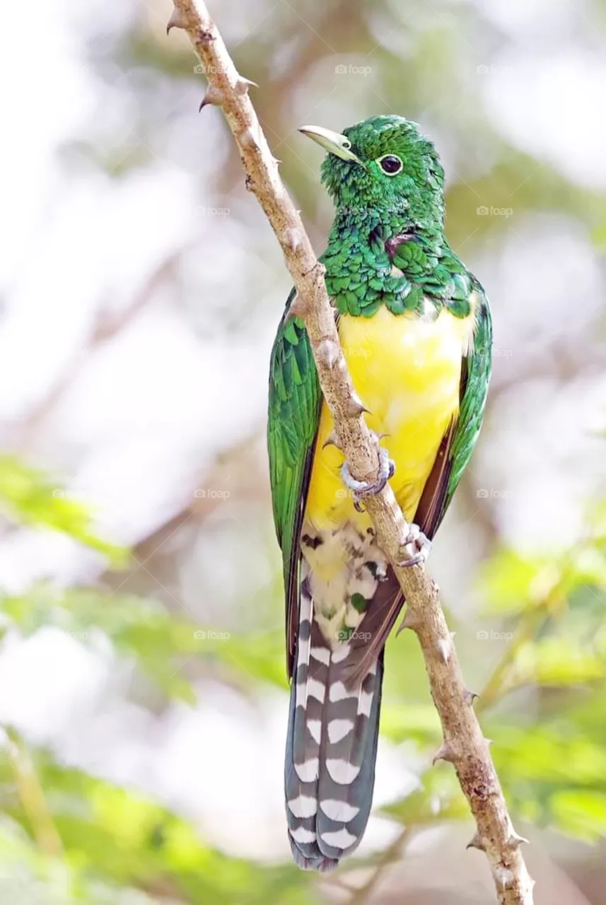 bird