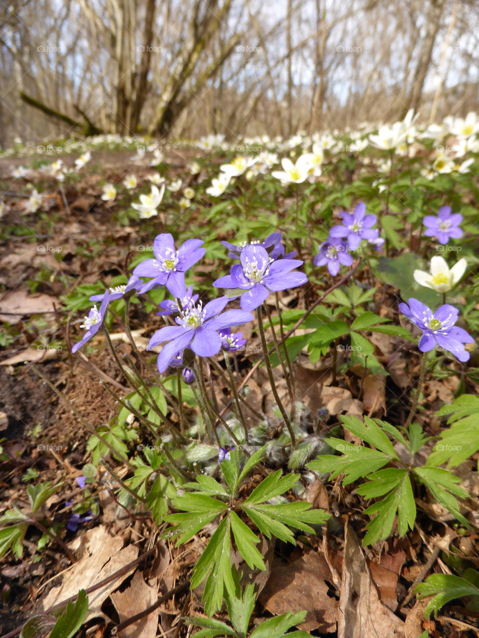 hepatica in a forest