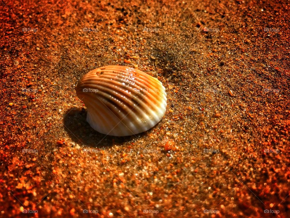 Seashell colors - The beach is an enticing place full of fun discoveries and experiences - enjoy it greatly