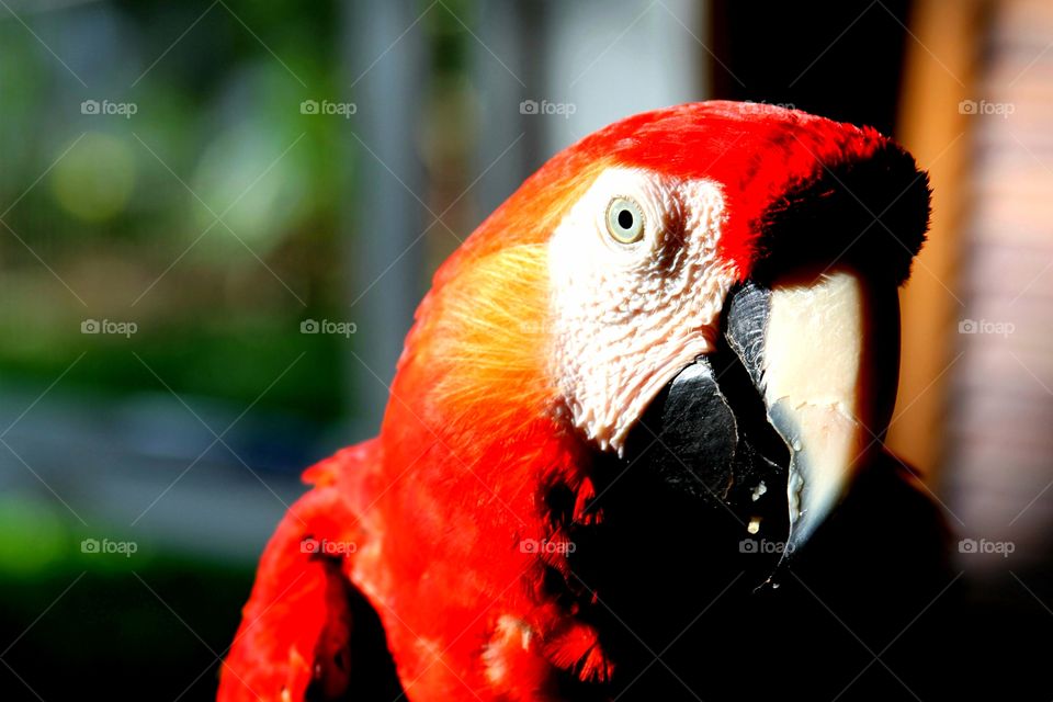 macaw.  colorful bird.