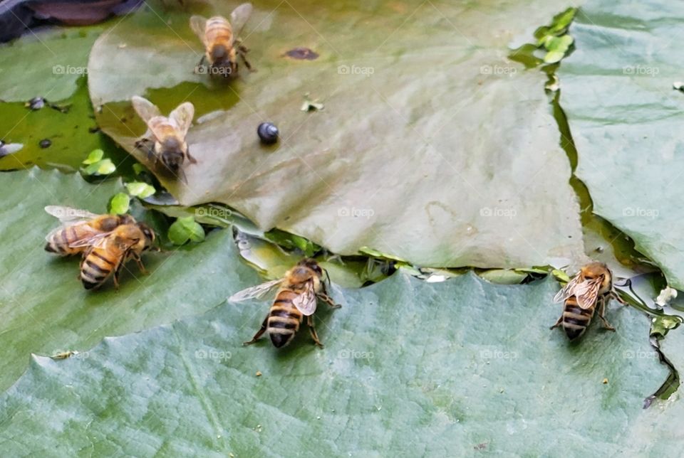 Bees on a Lily Pad