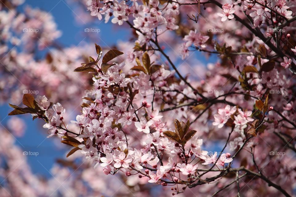 Blooming tree in pink