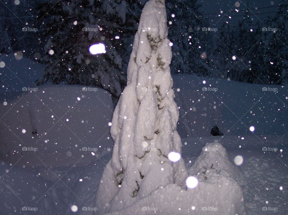 Snow tree