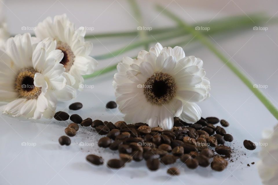 Coffee beans and flowers scattered on a tabletop 