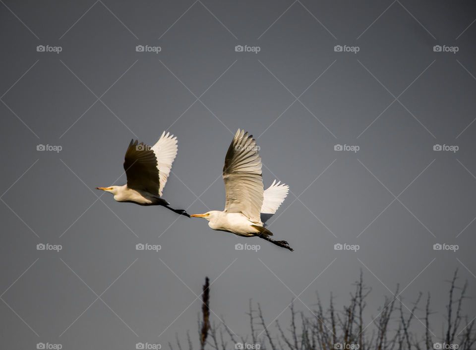 Birds fly on sky