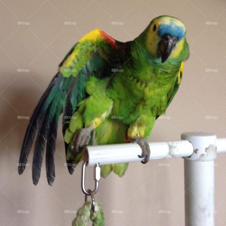 Green Amazon parrot 