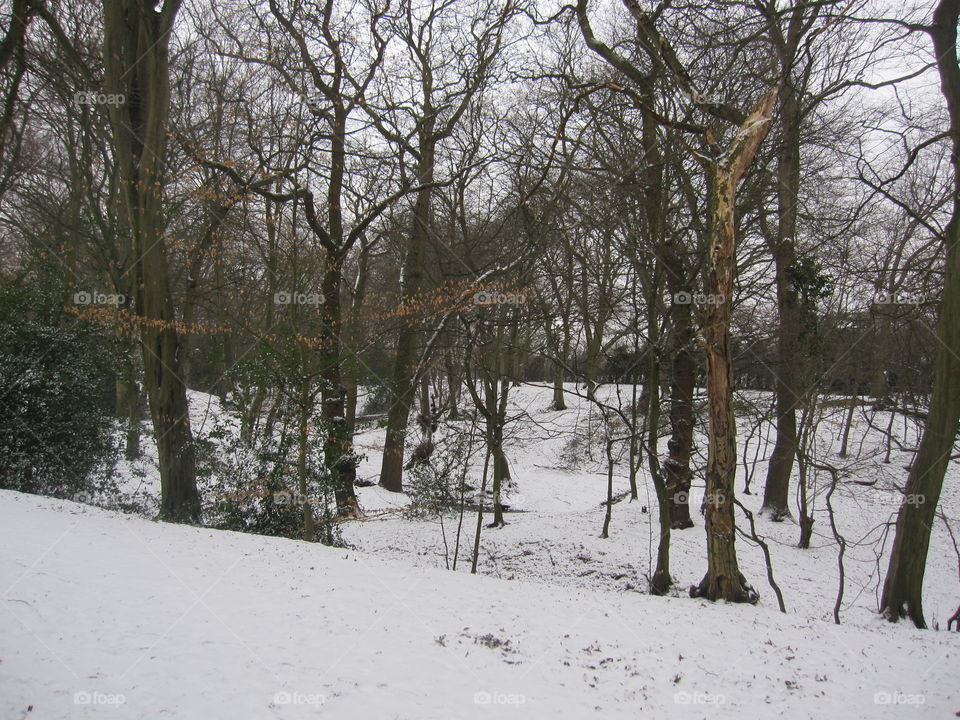 Woodland Snow