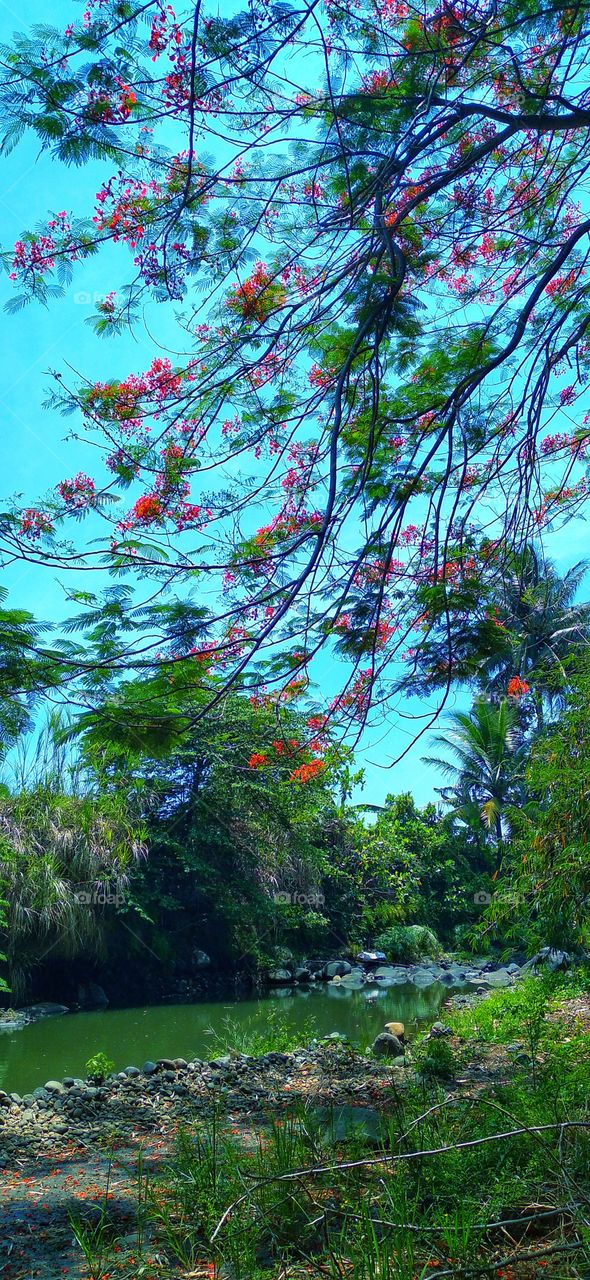 Beautiful natural scenery by the river with cool air.