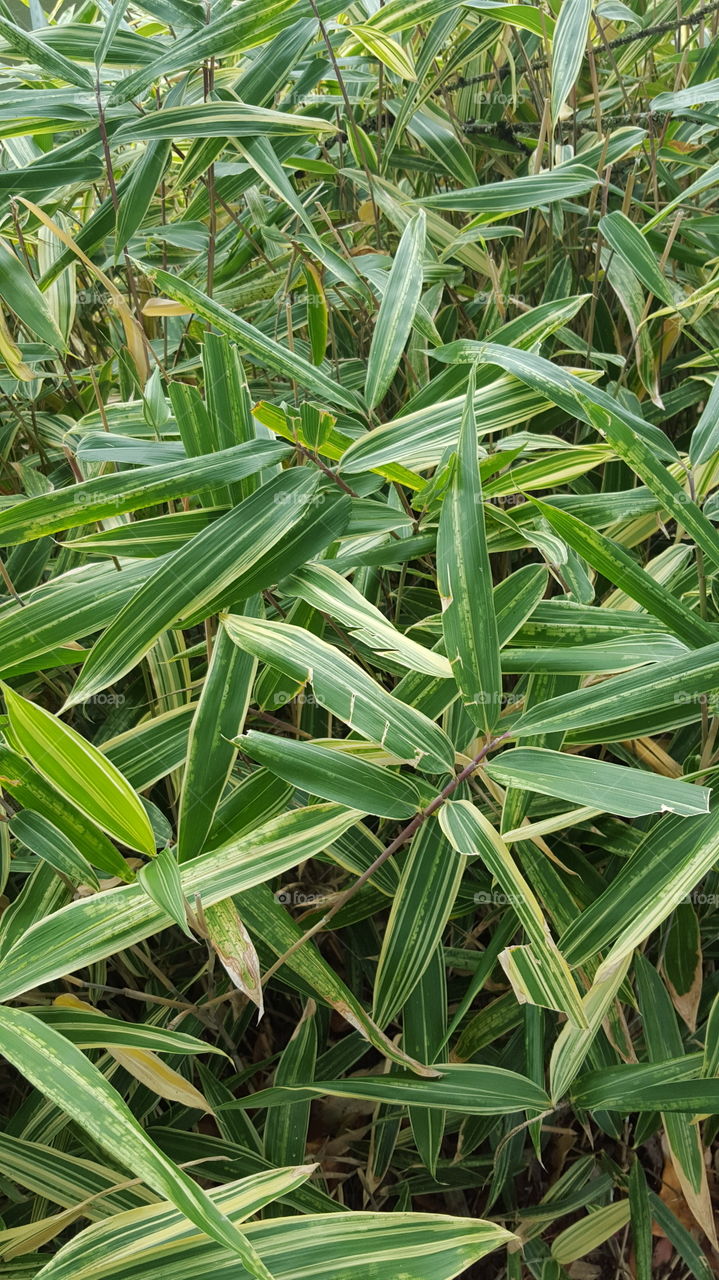 bamboo leaves